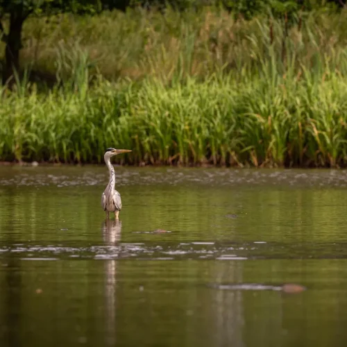 Día mundial de los Humedales: Cómo las empresas de Barcelona pueden proteger el Delta del Llobregat