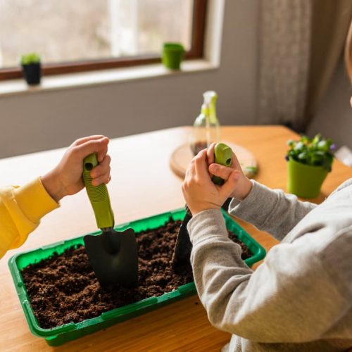 ¿Qué es el compost y cómo puedes aplicarlo en la escuela?