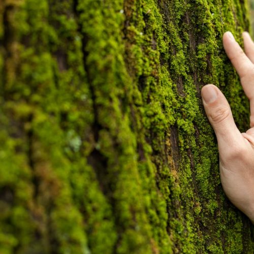 Cómo diseñar una campaña de concienciación ambiental eficaz (y adaptada a tu entorno)